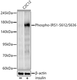 Phospho-IRS1 (Ser612, Ser636) Antibody in Western Blot (WB)