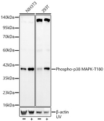 Phospho-p38 MAPK (Thr180) Antibody in Western Blot (WB)
