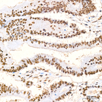 Phospho-SMAD1 (Ser463, Ser465, Ser467) Antibody in Immunohistochemistry (Paraffin) (IHC (P))
