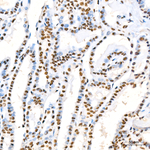 Phospho-SMAD1 (Ser463, Ser465, Ser467) Antibody in Immunohistochemistry (Paraffin) (IHC (P))
