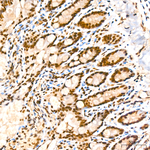 Phospho-SMAD1 (Ser463, Ser465, Ser467) Antibody in Immunohistochemistry (Paraffin) (IHC (P))