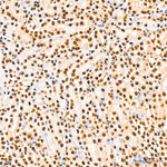 Phospho-SMAD1 (Ser463, Ser465, Ser467) Antibody in Immunohistochemistry (Paraffin) (IHC (P))