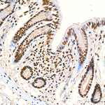 Phospho-SMAD1 (Ser463, Ser465, Ser467) Antibody in Immunohistochemistry (Paraffin) (IHC (P))