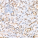 Phospho-SMAD1 (Ser463, Ser465, Ser467) Antibody in Immunohistochemistry (Paraffin) (IHC (P))