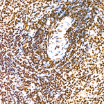 Phospho-SMAD1 (Ser463, Ser465, Ser467) Antibody in Immunohistochemistry (Paraffin) (IHC (P))