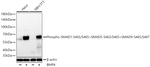 Phospho-SMAD1 (Ser463, Ser465, Ser467) Antibody in Western Blot (WB)