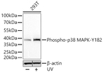 Phospho-p38 MAPK (Tyr182) Antibody in Western Blot (WB)