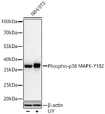 Phospho-p38 MAPK (Tyr182) Antibody in Western Blot (WB)