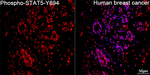 Phospho-STAT5 alpha/beta (Tyr694) Recombinant Rabbit Monoclonal Antibody (6G8A9)