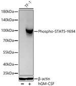 Phospho-STAT5 alpha/beta (Tyr694) Antibody in Western Blot (WB)