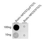 Phospho-ASK1 (Thr845) Antibody in Dot Blot (DB)