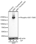 Phospho-ASK1 (Thr845) Recombinant Rabbit Monoclonal Antibody (10C10C9)