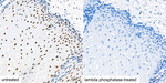 Phospho-C/EBP beta (Thr235) Recombinant Rabbit Monoclonal Antibody (3T6A7)