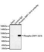 Phospho-DNM1L (Ser616) Antibody in Immunoprecipitation (IP)