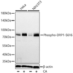 Phospho-DNM1L (Ser616) Recombinant Rabbit Monoclonal Antibody (6M7V10)