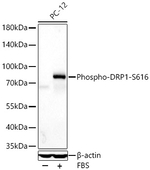 Phospho-DNM1L (Ser616) Antibody in Western Blot (WB)