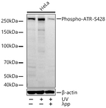 Phospho-ATR (Ser428) Antibody in Western Blot (WB)