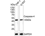 Caspase 4 Monoclonal Antibody (A9G2)