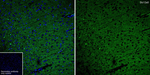 KCC2 Antibody in Immunohistochemistry (Frozen) (IHC (F))