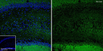 KCC2 Antibody in Immunohistochemistry (Frozen) (IHC (F))