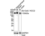 KCC2 Antibody in Western Blot (WB)