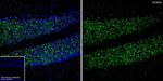 KV4.2 (KCND2) Antibody in Immunohistochemistry (Frozen) (IHC (F))