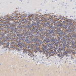 KV4.2 (KCND2) Antibody in Immunohistochemistry (Paraffin) (IHC (P))