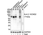 KV4.2 (KCND2) Antibody in Western Blot (WB)