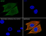 MTAP Antibody in Immunocytochemistry (ICC/IF)