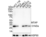 MTAP Antibody in Western Blot (WB)