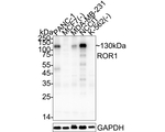 ROR1 Antibody in Western Blot (WB)