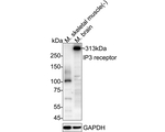 IP3 Receptor 1 Antibody in Western Blot (WB)