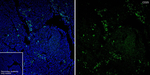 CD25 Antibody in Immunohistochemistry (Paraffin) (IHC (P))