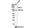 TMC1 Antibody in Western Blot (WB)