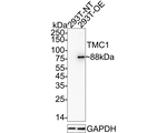 TMC1 Antibody in Western Blot (WB)