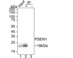 Presenilin 1 Antibody in Immunoprecipitation (IP)