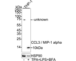 CCL3 Antibody in Western Blot (WB)
