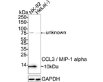 CCL3 Antibody in Western Blot (WB)