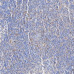 CCL3 Antibody in Immunohistochemistry (Paraffin) (IHC (P))