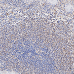 CCL3 Antibody in Immunohistochemistry (Paraffin) (IHC (P))