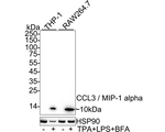 CCL3 Antibody in Western Blot (WB)
