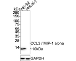 CCL3 Antibody in Western Blot (WB)
