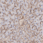 LPA Antibody in Immunohistochemistry (Paraffin) (IHC (P))