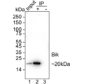 BIK Antibody in Immunoprecipitation (IP)
