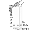 BIK Antibody in Western Blot (WB)