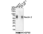 Nectin 2 Antibody in Western Blot (WB)