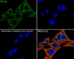 IFT88 Recombinant Rabbit Monoclonal Antibody (PSH11-61)