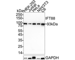 IFT88 Antibody in Western Blot (WB)