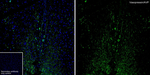 AVP Antibody in Immunohistochemistry (Frozen) (IHC (F))