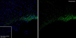 AVP Antibody in Immunohistochemistry (Paraffin) (IHC (P))